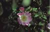Bach Hunderose (Wild Rose) 